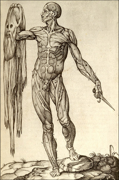 dream_anatomy.jpg