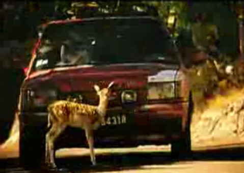 bambi_commercial.jpg