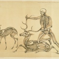 Manstagandantelope