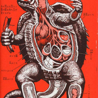 anatomy_gamera_