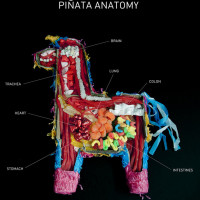pinata anatomy