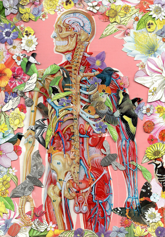 anatomical collage