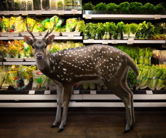 Wild-Animals-Inside-Supermarkets7