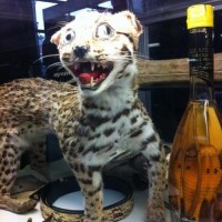 bad-taxidermy-10