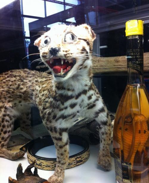 bad-taxidermy-10