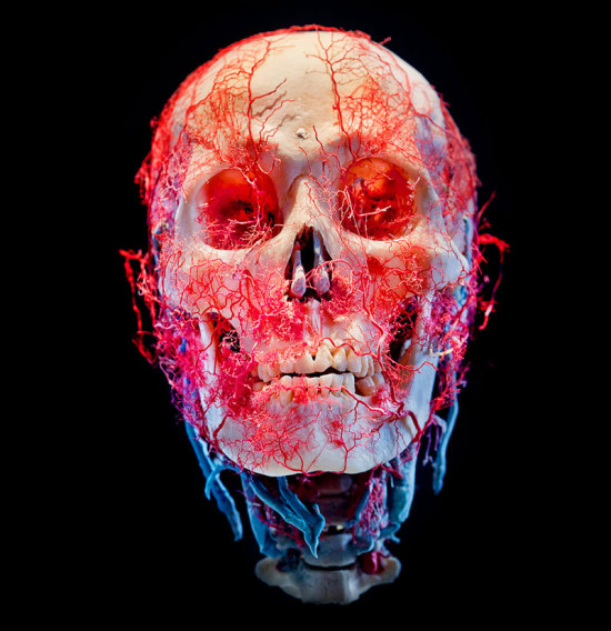 Bodies & Skulls by James Bareham